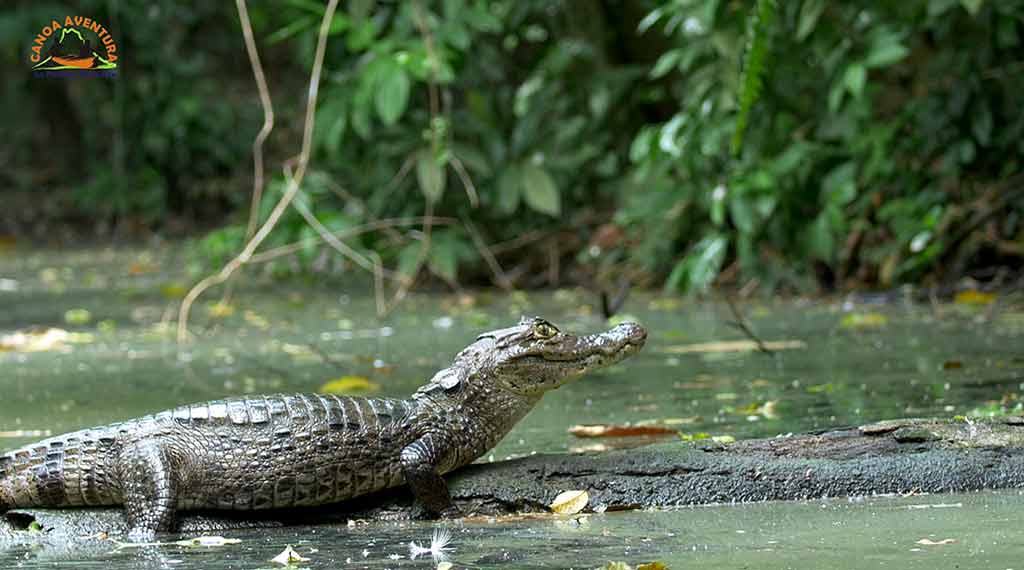 Costa Rica round trip 8 days | Discover the best of the country