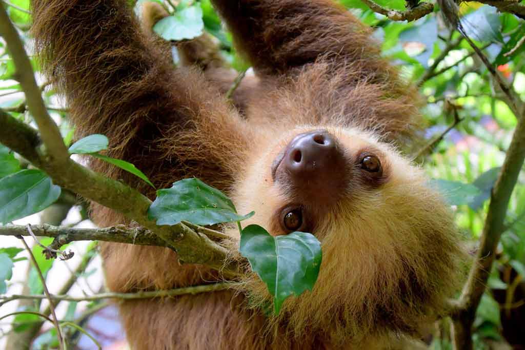 Monteverde, Fortuna y Manuel Antonio