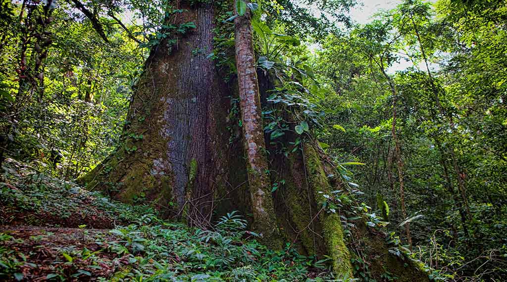 Albergue en la selva cerca de la Fortuna, Costa Rica