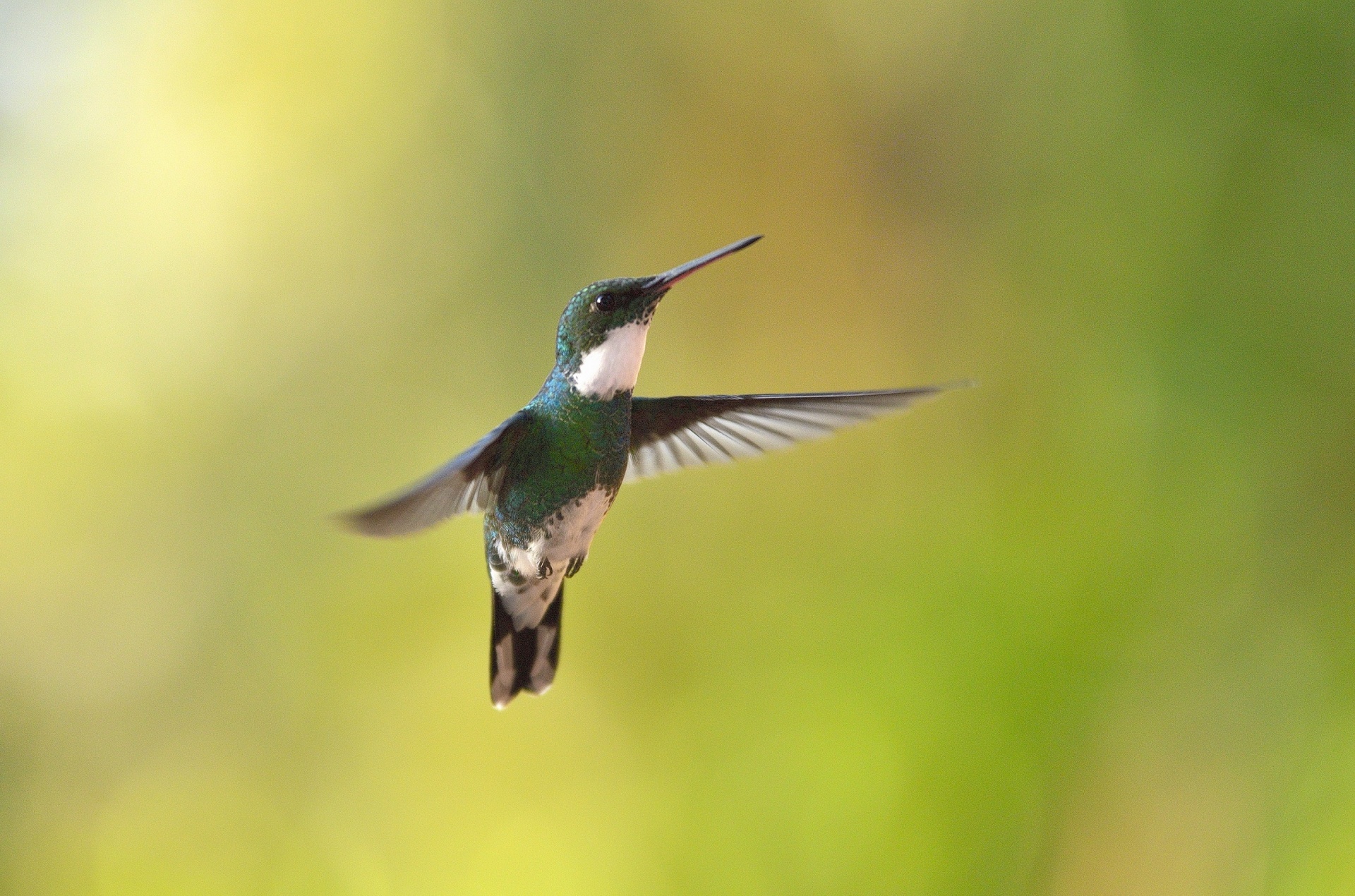 Rafting in Costa Rica