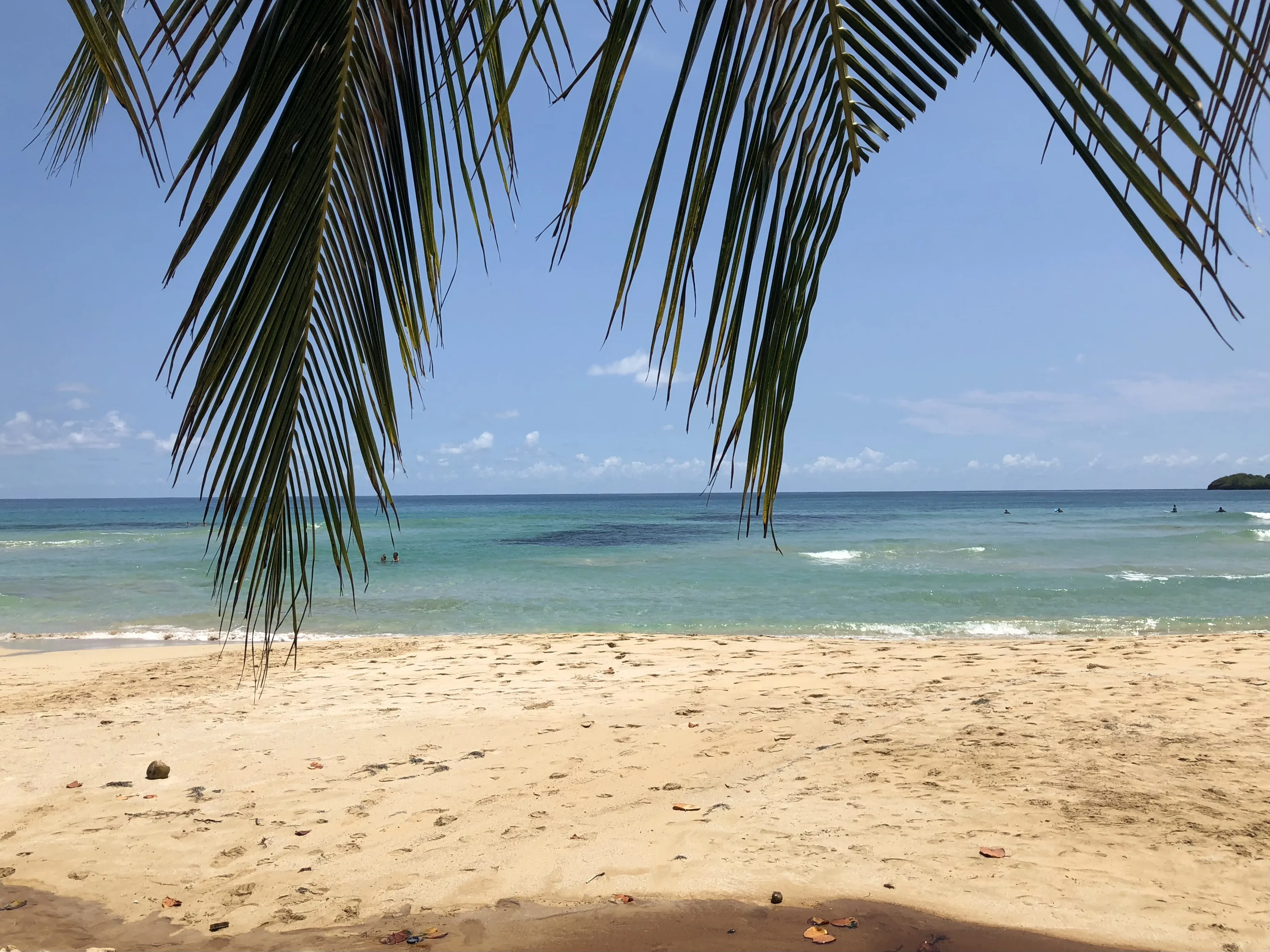 Selva Bananito Lodge