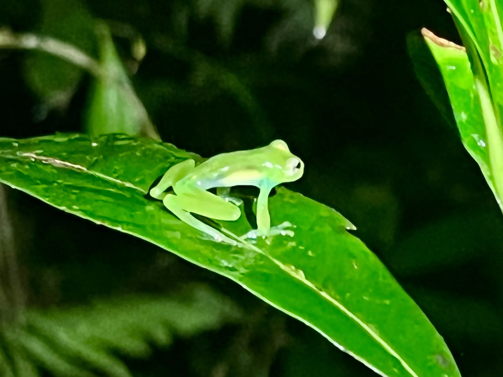 Rurales Costa Rica